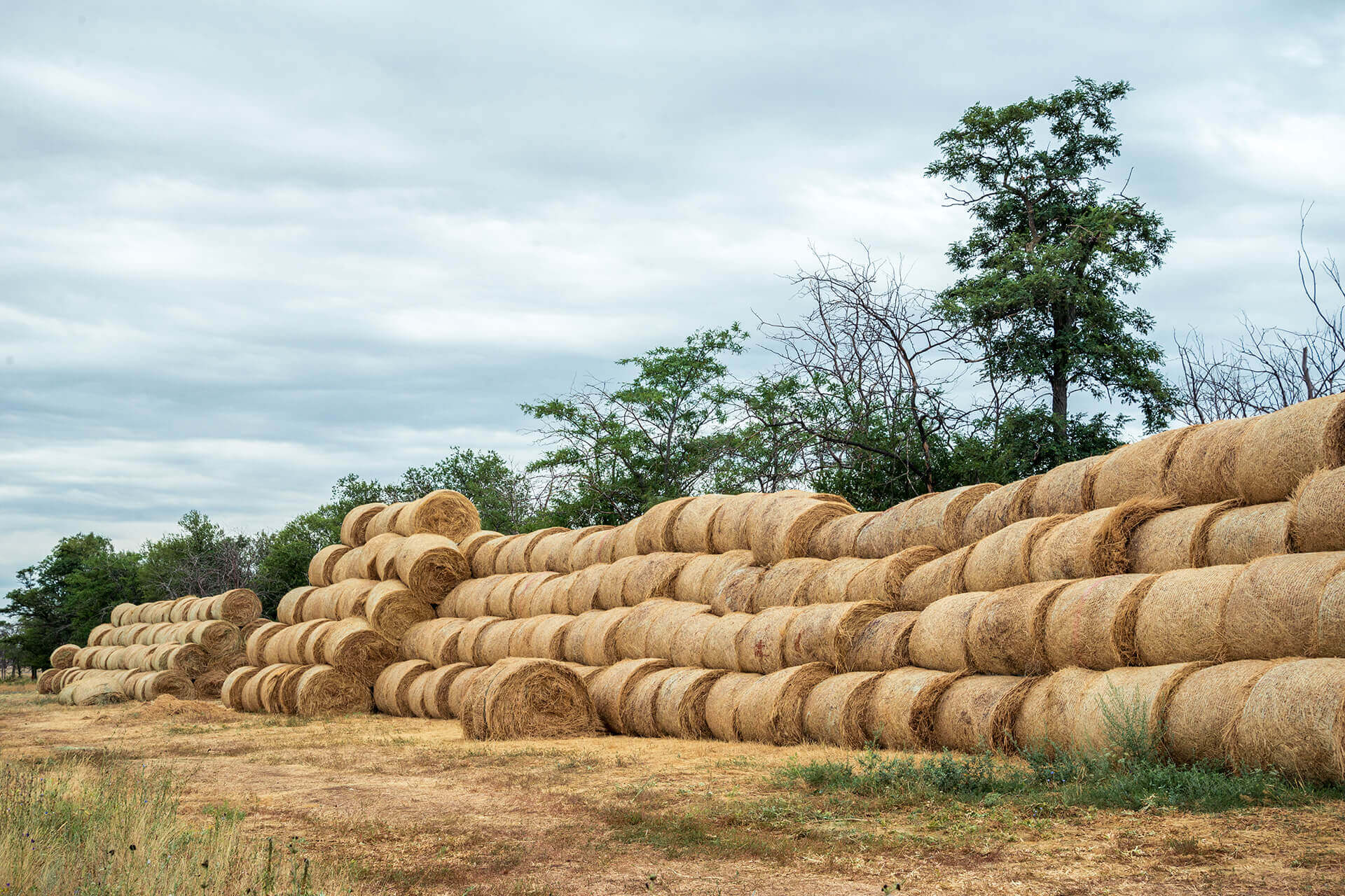 Large stock of Alfalfa hay by ALAMAK